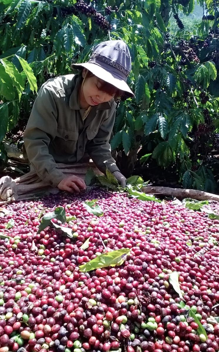 Giá nông sản ngày 4/12/2023: Cà phê đạt gần 60.000 đồng/kg, hồ tiêu giữ ổn định